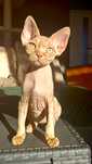 Devon rex - złoty pręgowany Tygrysek