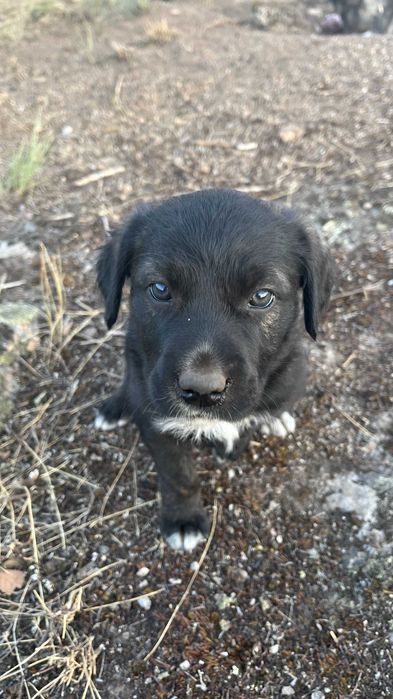 Lindos cachorrinhos mestiços (Serra da Estrela) Raça Rrande
