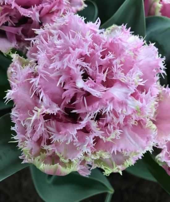 Tulipany pełne fryzowane Perth 100 cebulek za 119 zł