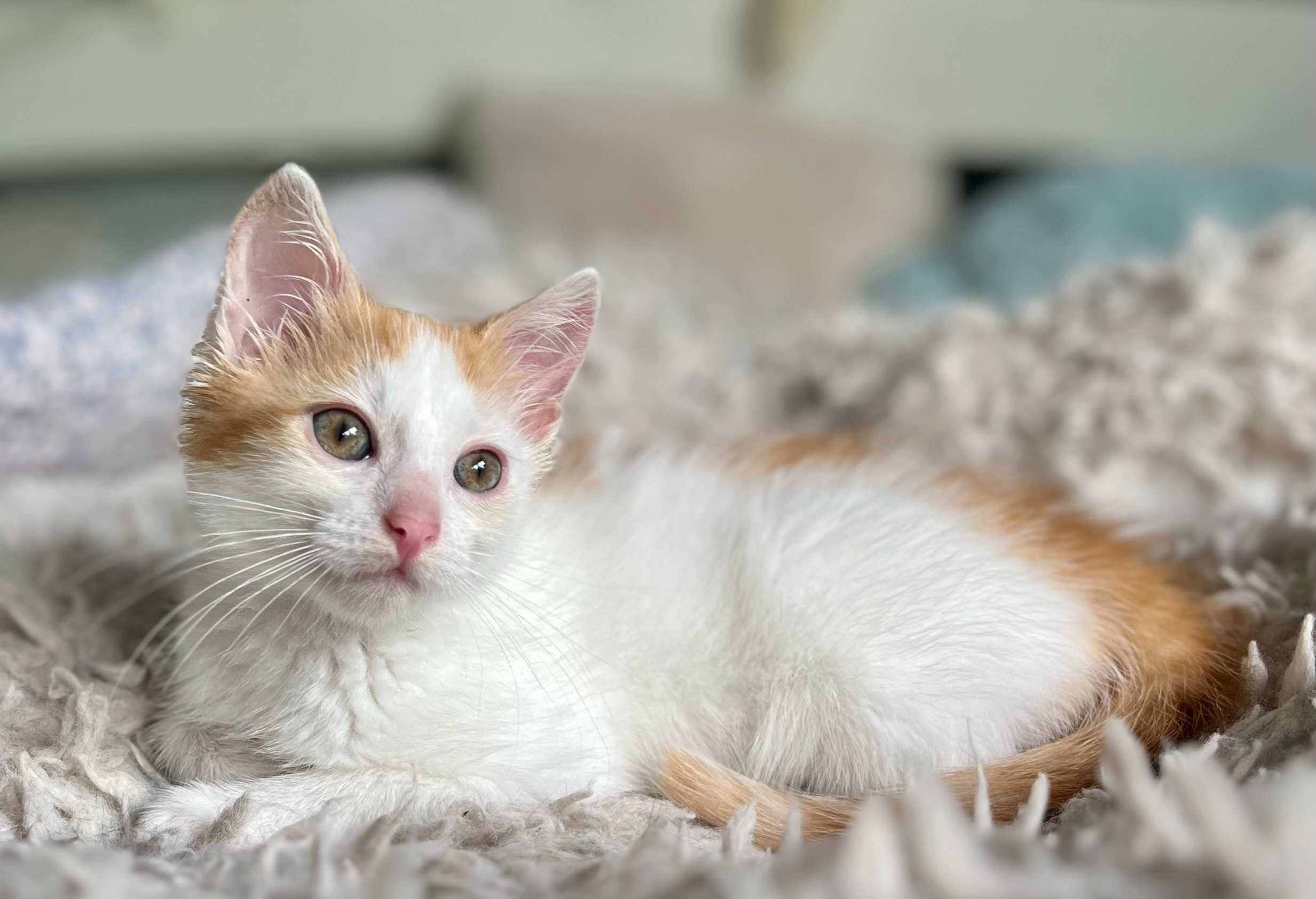 TADEK do adopcji, mały kotek szuka domu!