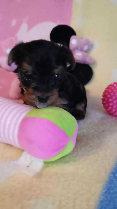 Yorkshire terrier SUCZKA mała Rodowód Chip DO REZERWACJI