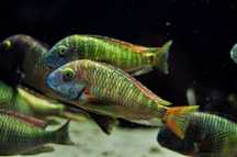 Tropheus Lufubu, ciclideos africanos, lago tanganyika