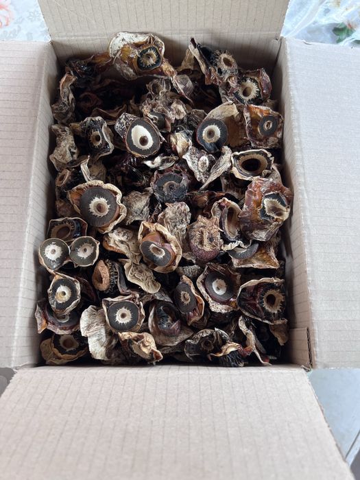 Гриб веселка сушений