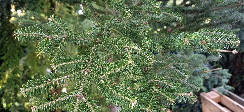 Jodła koreańska 330cm