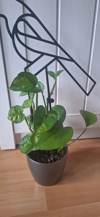 Epipremnum Global green, N'joy, Pinnatum variegata