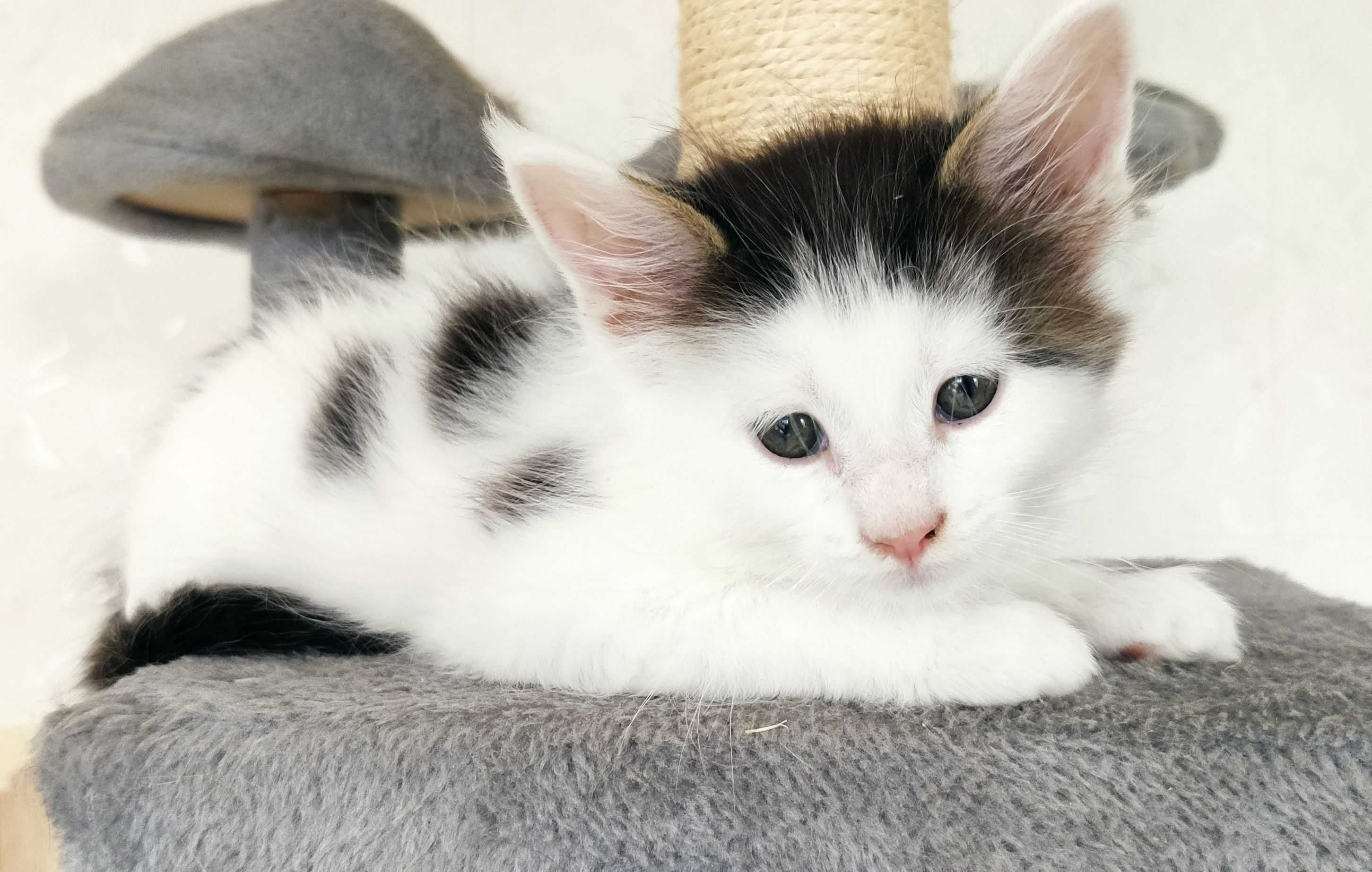 Maine Coon - kotka biała w ciemne łatki