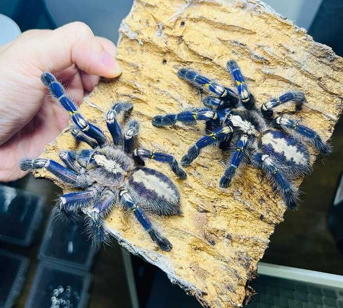 Яркий паук птицеед Poecilotheria Metallica прекрасные самки L10+