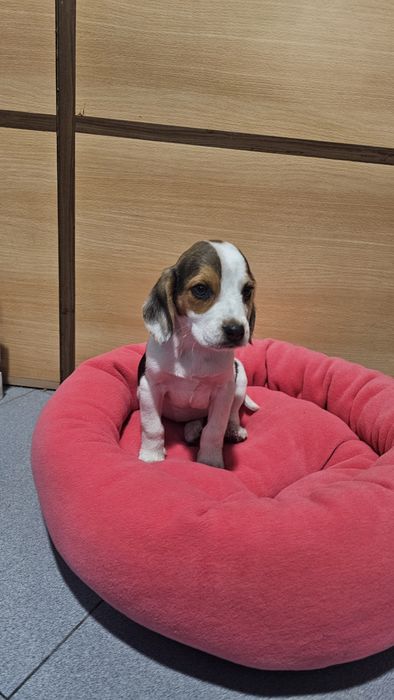 Beagle tricolor fêmea