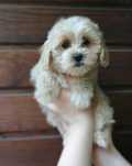 Suczka Maltipoo do odbioru