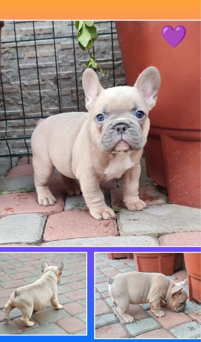 Эксклюзивный голубопалевый французик!