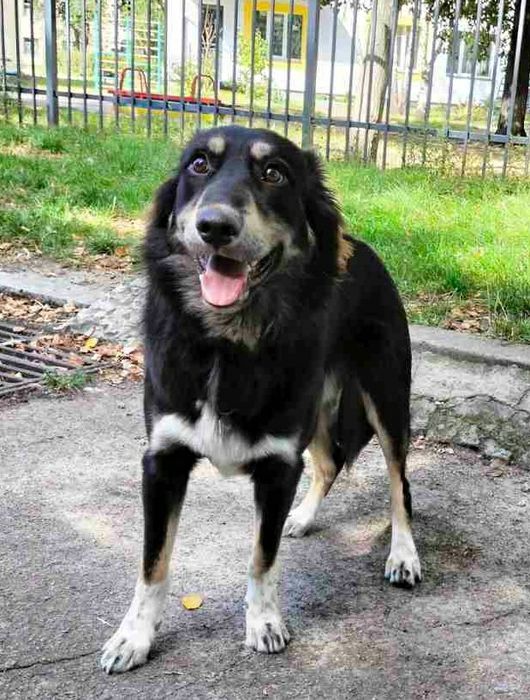 Віддам собаку безкоштовно Тамерлан