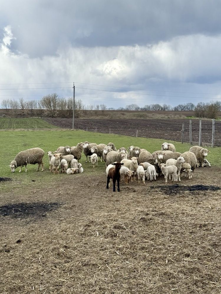 Баранчики породи Суфолк, Мериноса та Німецького Мереленшафт