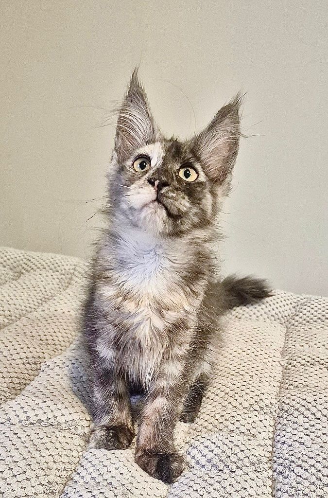 Koteczka Becia rasy Maine Coon!!!