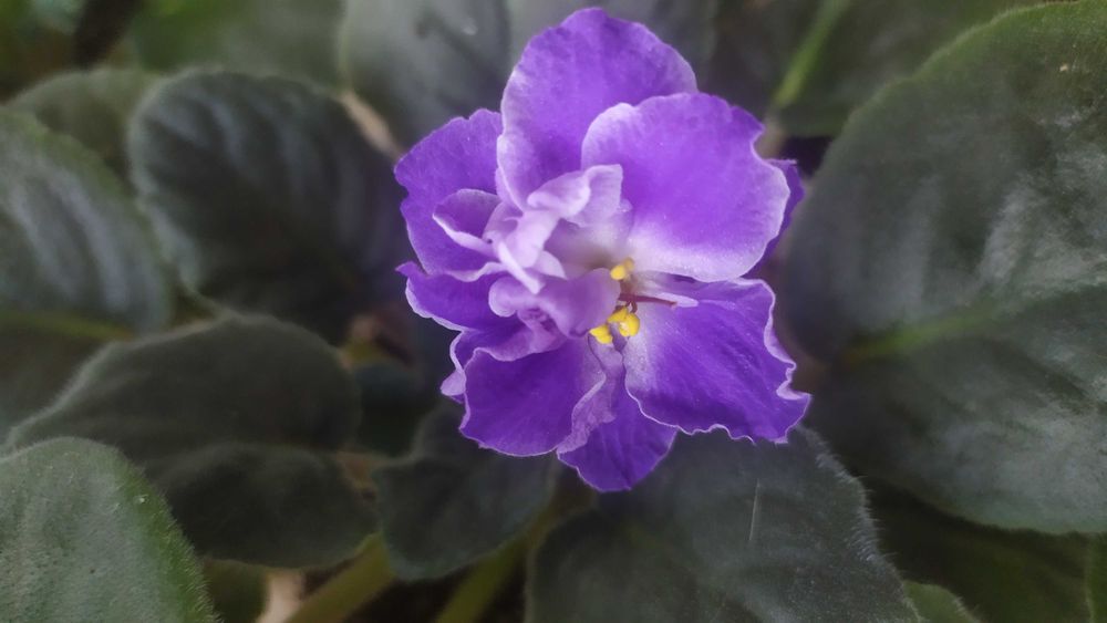 Листочки фіалки сенполії