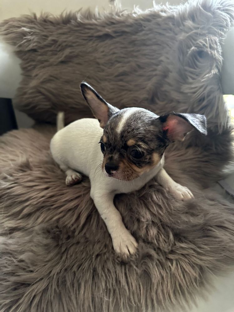 Chihuahua Mini Macho