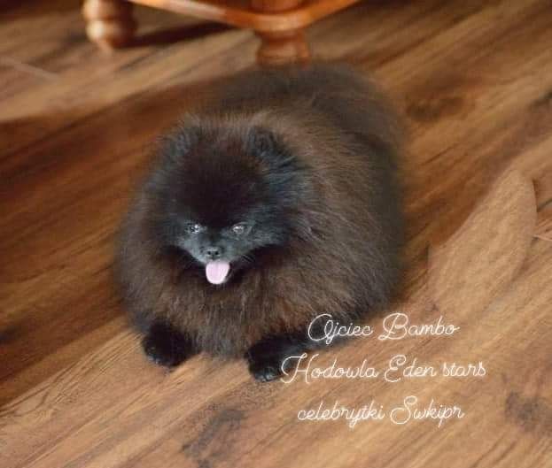 Pomeranian  sunia orange sable ,po bardzo pięknych rodzicach