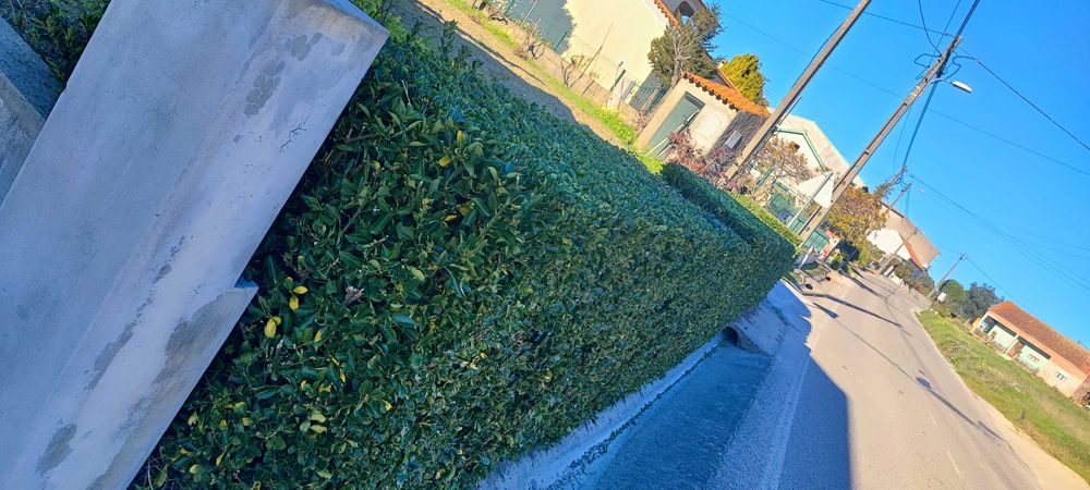 Serviço Jardineiro