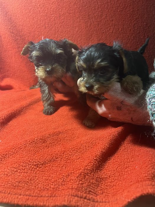 Йоркширский терьер