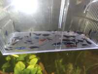Krewetki Neocardina