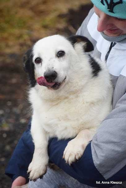 Fox śliczny kundelek do adopcji