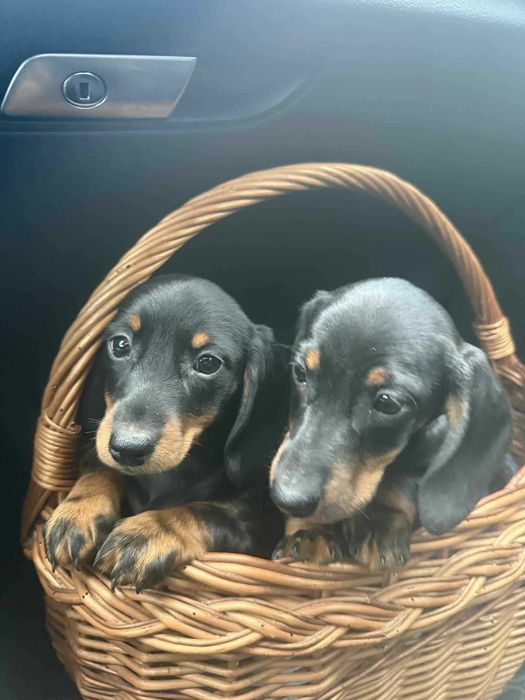 Jamnik krótkowłosy piesek