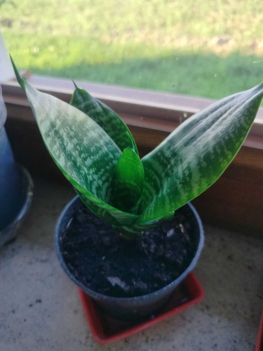 Sansevieria doniczkowa