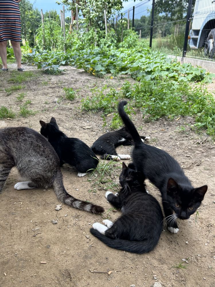 Koty do adopcji za darmo