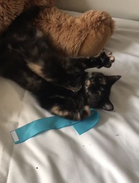 Кошка котенок котята