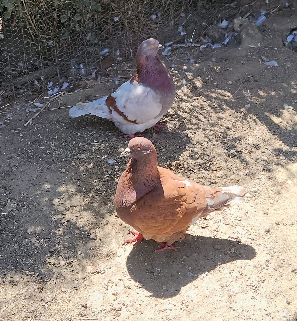 Pombas mondanas .