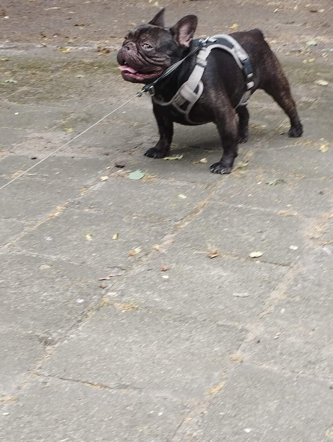 Buldog francuski suczka