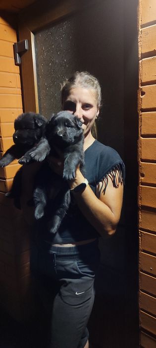 Продам цуценя німецької вівчарки