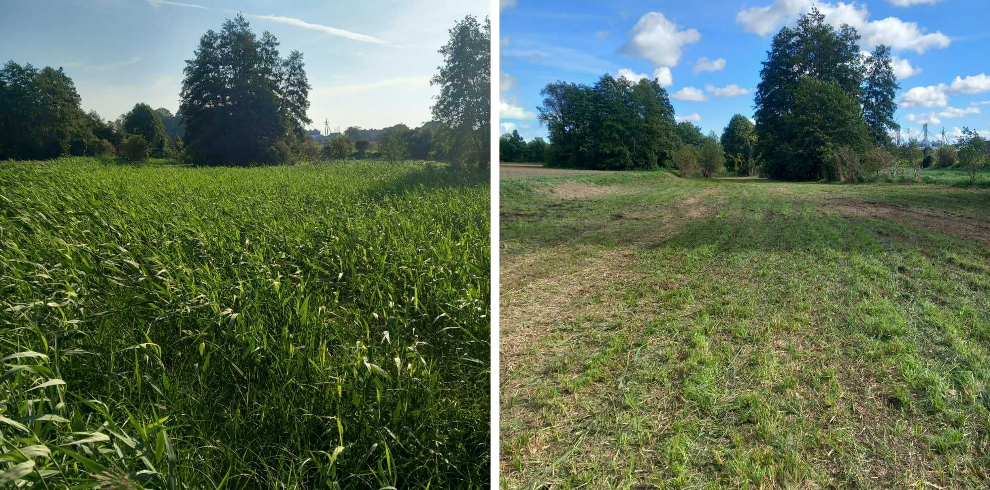 koszenie farm FV, karczowanie i oczyszczanie działek, wycinka drzew