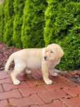 Labrador Retriever Piękny Mocnej Budowy
