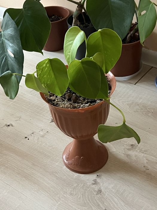 Монстера строманта триколор монстера альба