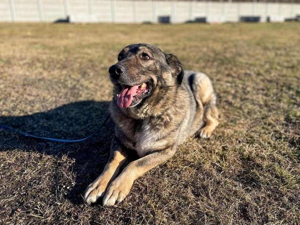 Misiek - kochany, duży psiak do adopcji :)