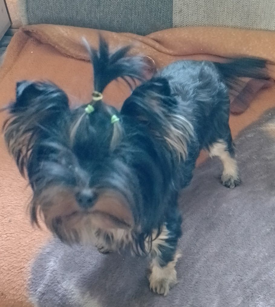York Yorkshire Terrier