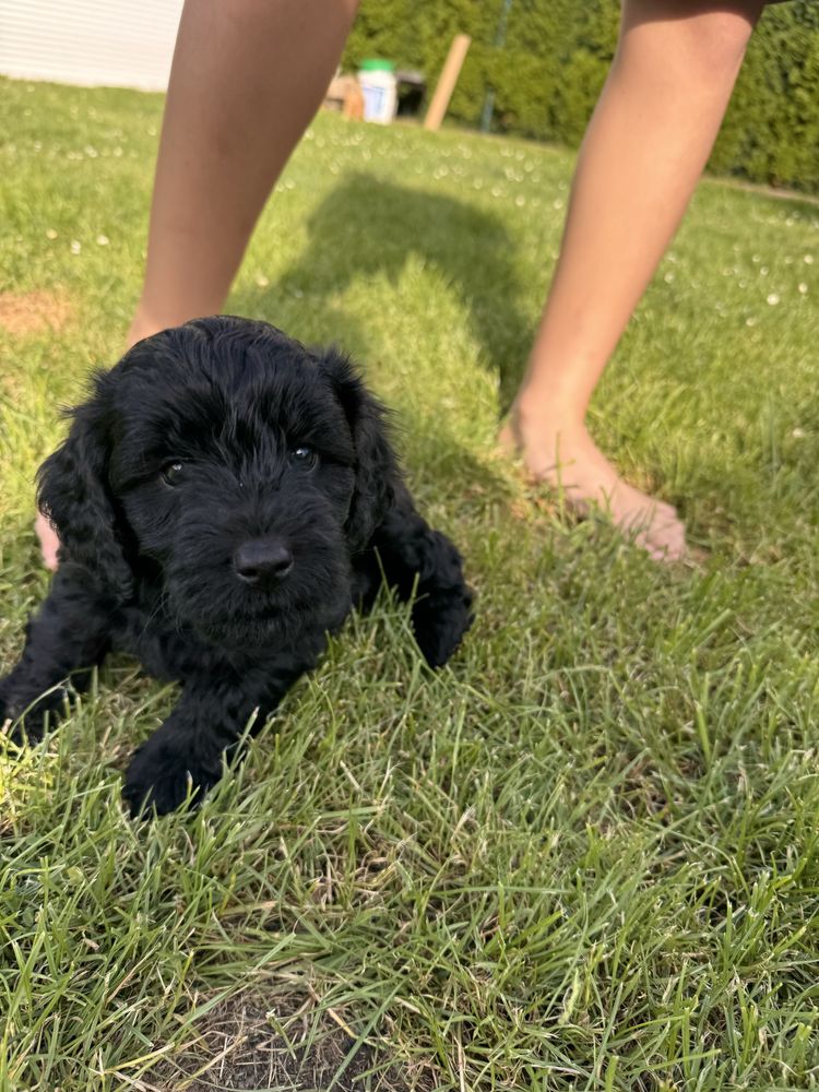 Śliczna dziewczynka Golden Doodle f1b mini