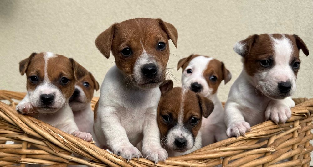 Jack Russell Terrier mini piesek w środku od#S M A R T I E *J A C K S#