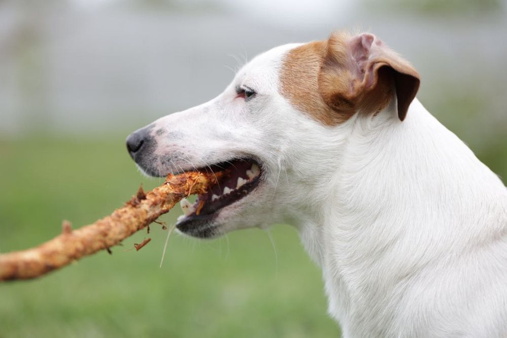 Случка / Вязка Джек Рассел Терьер кобель
