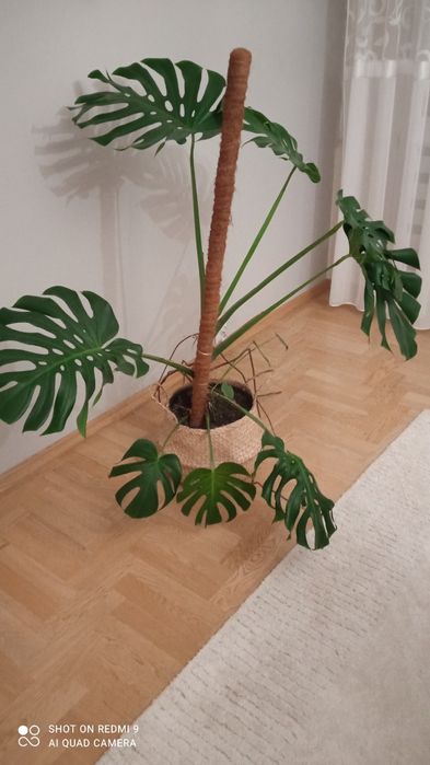 Kwiat duży Monstera