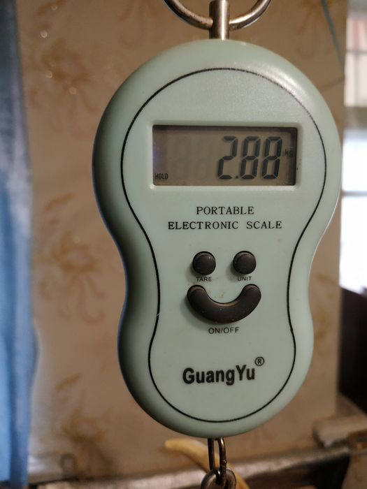 Рог оленя. Один. СССР. Вешалка.