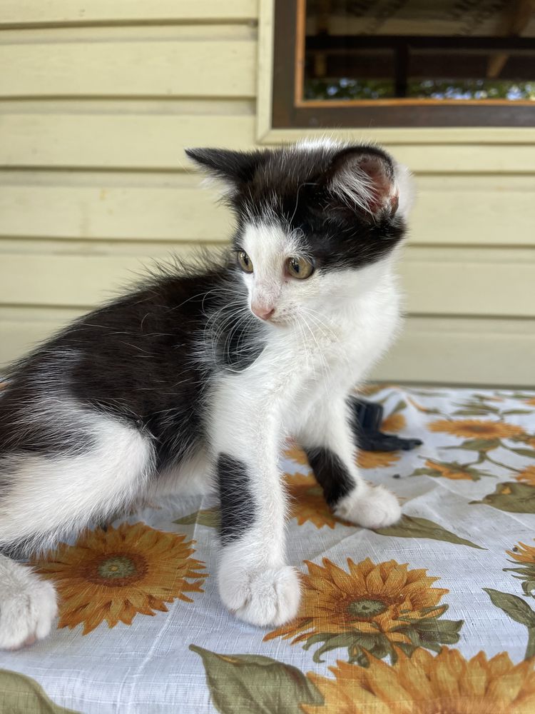 Кіт, кошеня, хлопчик, 2 місяці