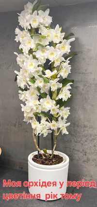 Орхідея Дендробіум, 32 см