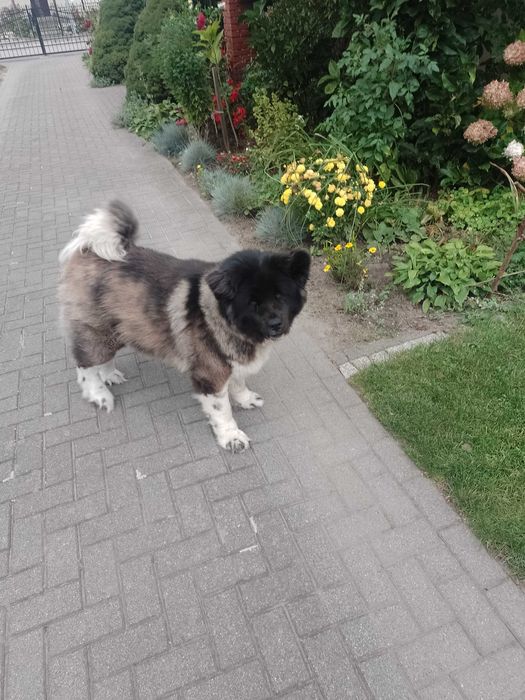 Sprzedam Akitę Amerykańską suka FCI.