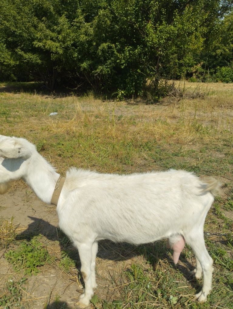 Продам дійну козу