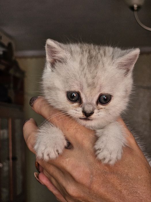 Продам шатланских .