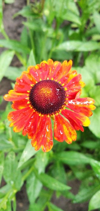 Гелениум летний многолетний, тамарикс