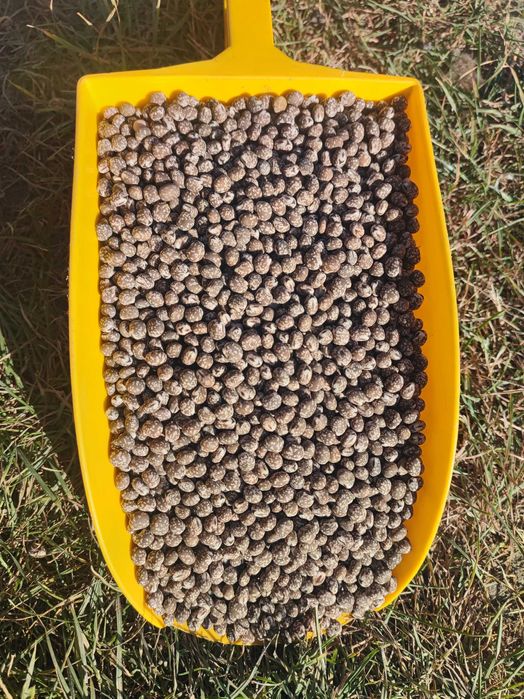 Sprzedam łubin niebieski gorzki!