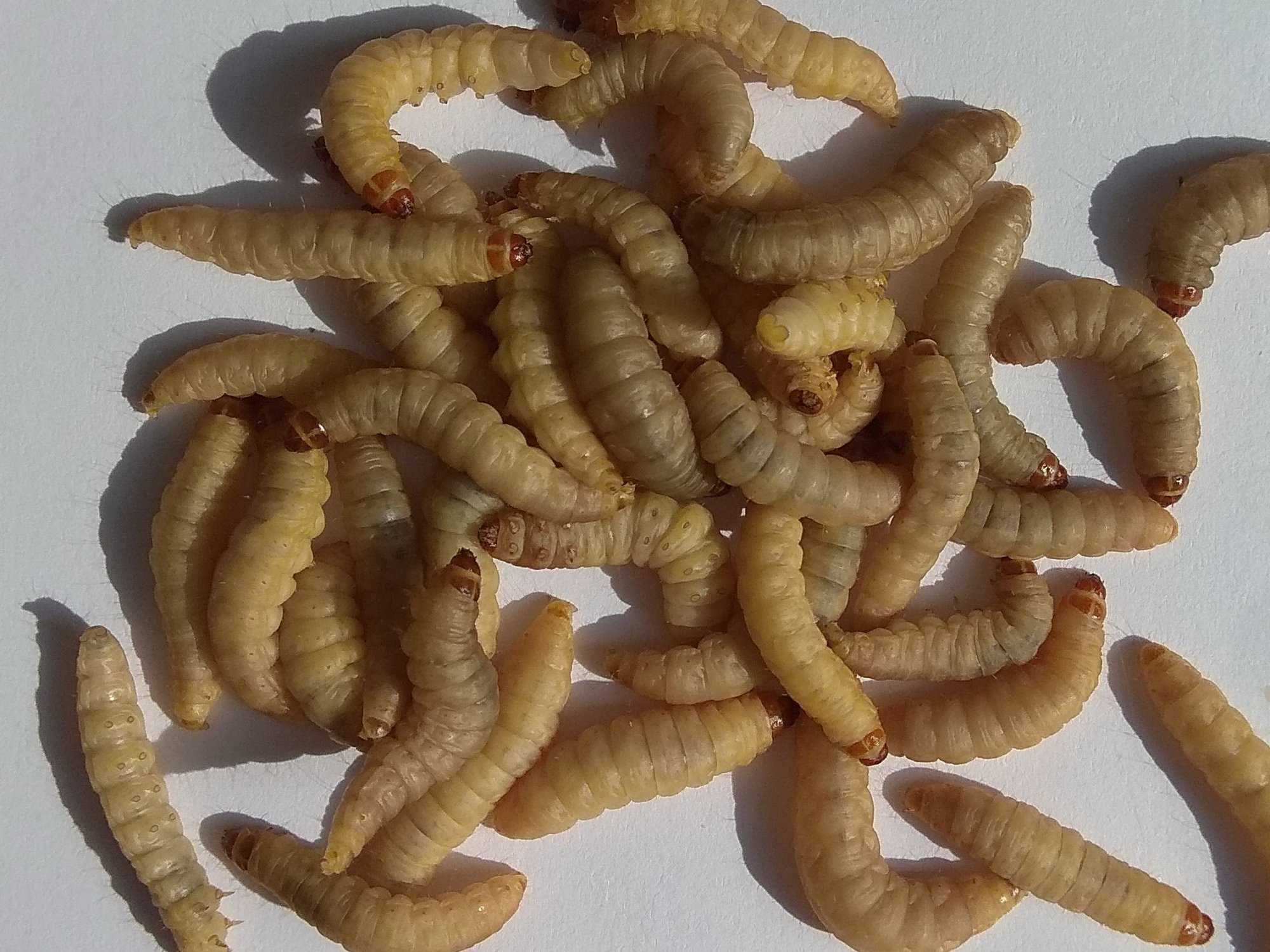 Mol woskowy (G. mellonella) larwy, poczwarki- karmówka dla ryb, gadów