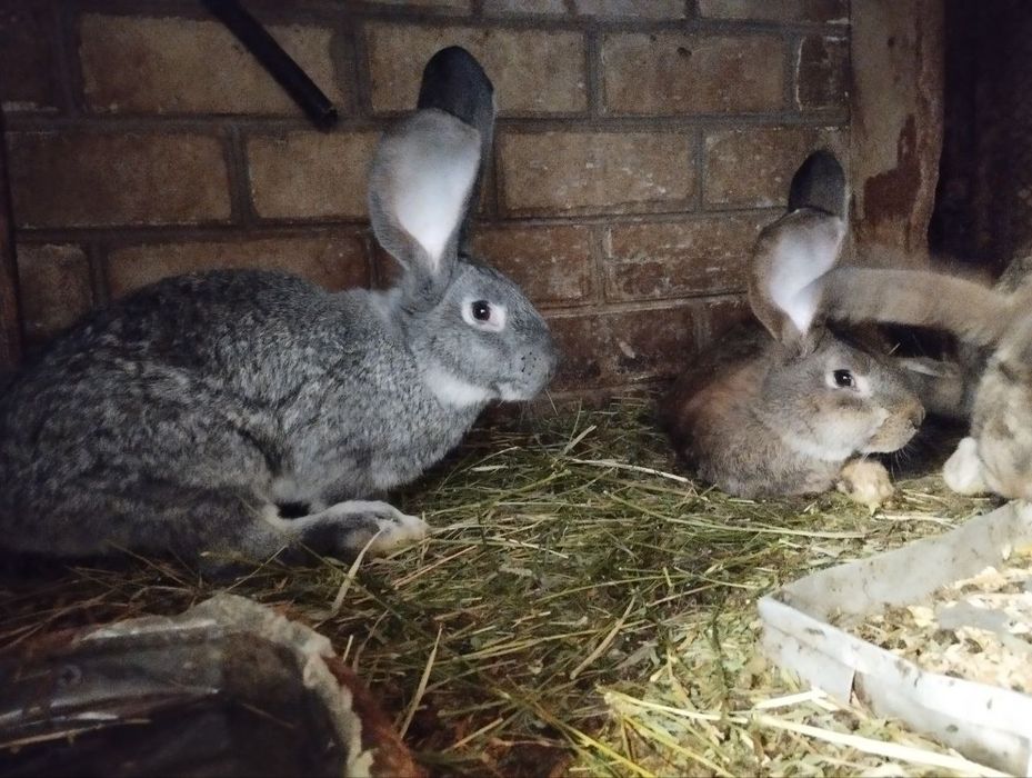 Продам кроликов фландеров и мясо кроликов,220 грн килограмм